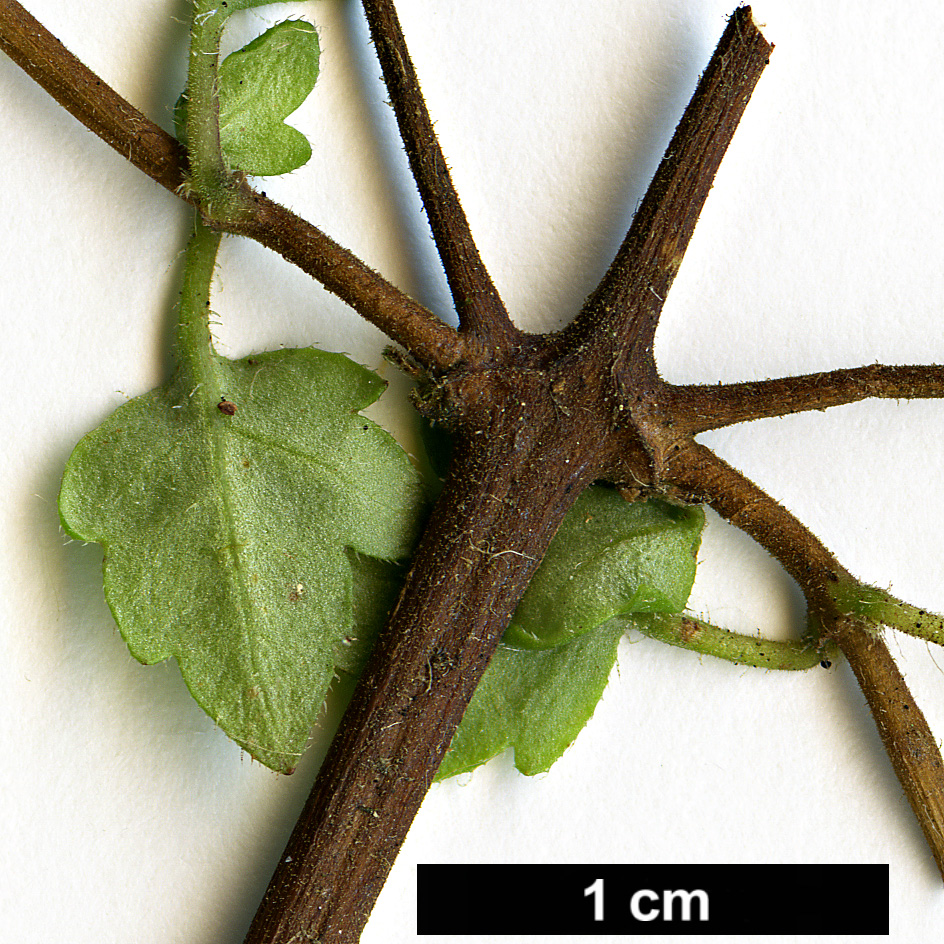 High resolution image: Family: Calceolariaceae - Genus: Jovellana - Taxon: violacea